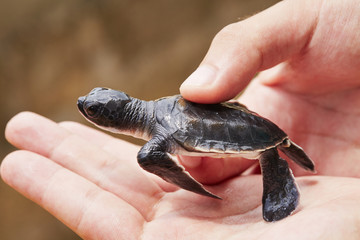 Pasgeboren van schildpad
