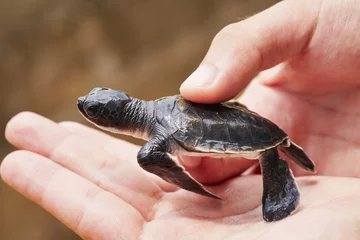 Abwaschbare Fototapete Schildkröte Neugeborenes der Schildkröte