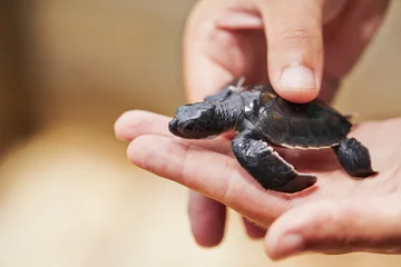 Photo sur Plexiglas Tortue Nouveau-né de tortue