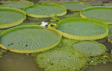 Huge floating lotus,Giant Amazon water lily,Victoria amazonia