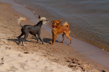 two small dogs