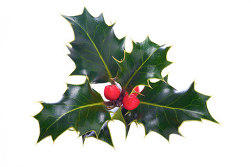 Christmas Holly