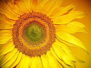 Naklejka premium Sunflower Head
