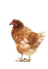 Chicken on a white background
