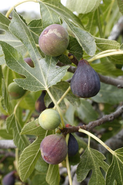 higos en rama de higuera