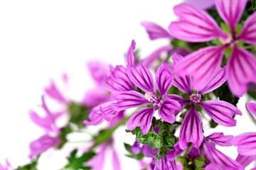 wild violet flowers