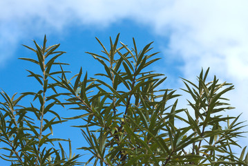 Sea-buckthorn branches top over blue sky with white clouds