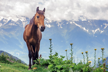 mountain