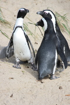 humboldt penguin  (Spheniscus humboldti)