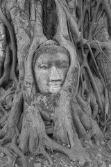 Ayuttaya - rzeźba wrośnięta w drzewo