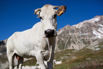 Fototapeta na wymiar a herd of cows in the French Alps