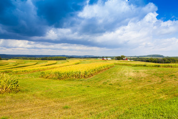 American Countryside Corn Field With Stormy Sky