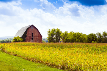 Fototapeta na wymiar American Countryside Corn Field With Stormy Sky