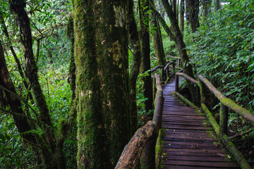 Obraz premium Wood footpath in tropical rain forest