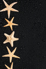 Sea stars lie in a row with