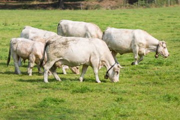 Fototapeta na wymiar White cows in Dutch pasture