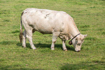 White cow in Dutch pasture