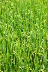 Rice plant in the field with seed