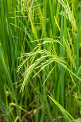 Fototapeta na wymiar Spikelet of rice in the field