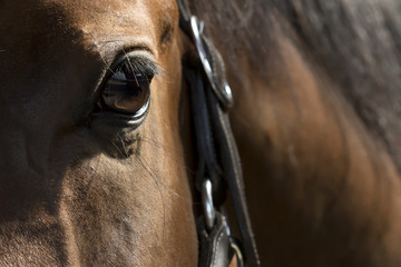 Auge eines braunen Pferdes