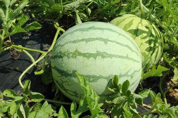 watermelon with water drops in field