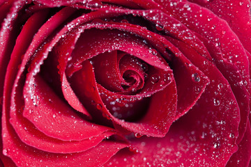 Close up on red rose with water drops