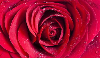 Fototapeta na wymiar Close up on red rose with water drops