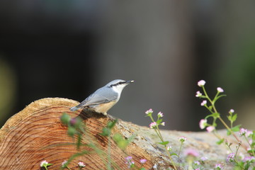 ゴジュウカラとミゾソバ