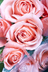 Bouquet of wet pink roses flowers macro photo