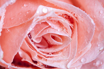 Close up on pink rose covered with dew