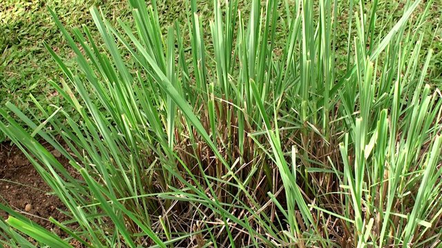 Lemon grass plant at farm