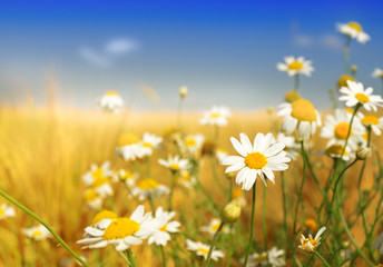 Summer wildflowers