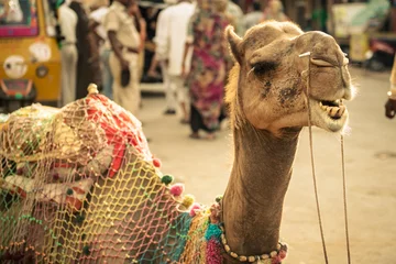  Indian Camel © progat