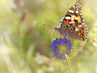 Painted Lady butterfly