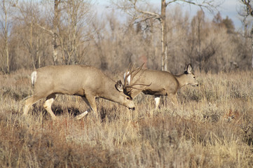 Mule Deer Buck Leading Female Family Winter Grassland Wildlife