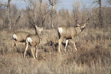 Obraz na płótnie Canvas Mule Deer Buck Leading Female Family Winter Grassland Wildlife