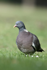 Wood pigeon, Columba palumbus