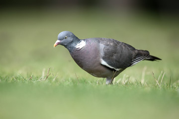 Wood pigeon, Columba palumbus