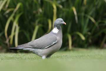 Wood pigeon, Columba palumbus