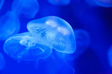 Jellyfish in their natural habitat. (Aurelia aurita)