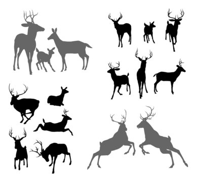 Deer stag fawn and doe silhouettes