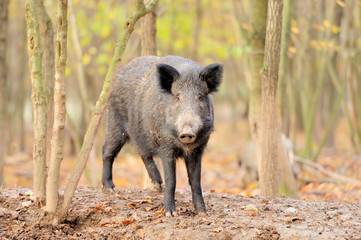 Naklejka na ściany i meble Male wild boar in autumn, in the forest