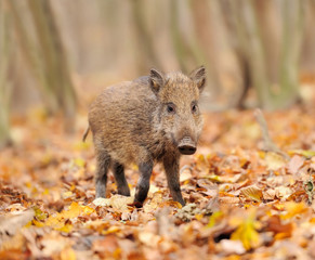 Young wild boar in forest