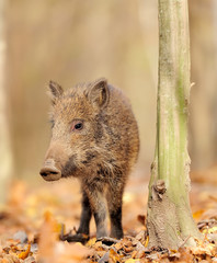 Young wild boar in forest