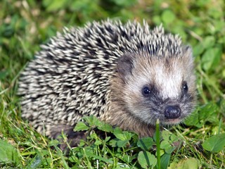 Hedgehog
