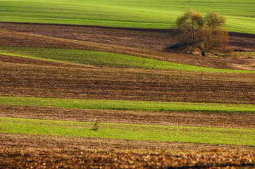 Plowed field with tree