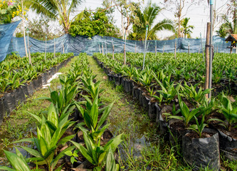 oil palm nursery in Thailand