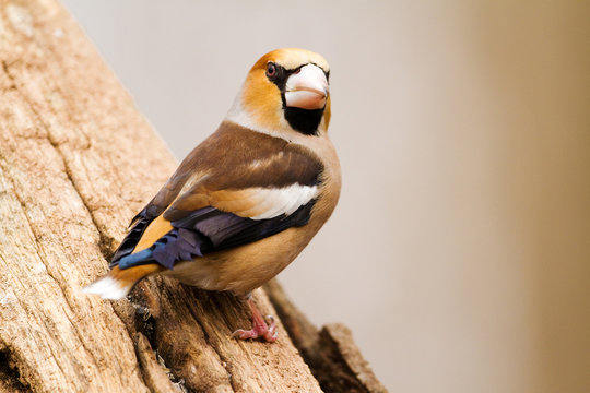 Hawfinch