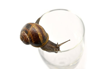 snail on glass cup