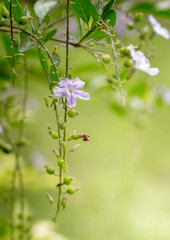 Fototapeta premium purple flower in garden.